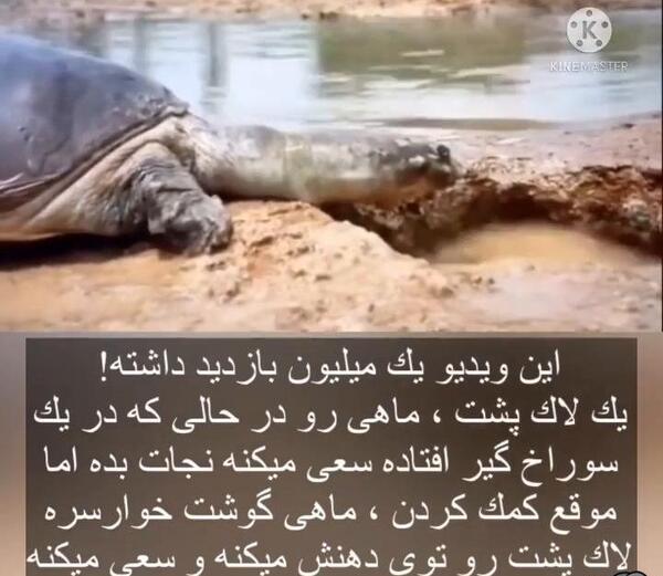 عکس ماهی و لاک پشت