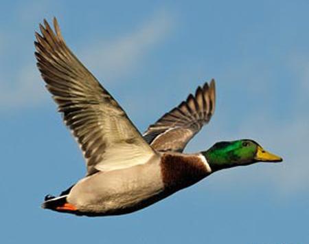 عکس درس لاک پشت و مرغابی ها