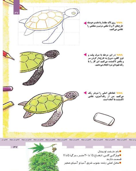 عکس لاک پشت در میانه