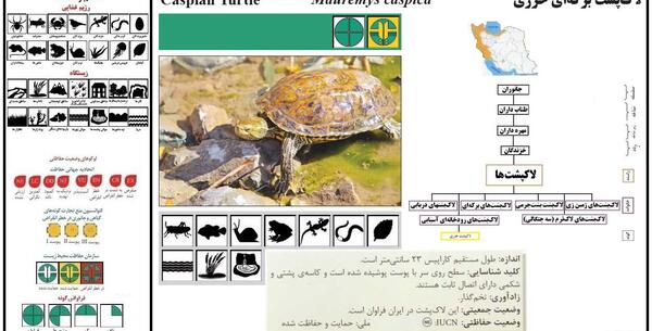عکس لاک پشت نر و ماده