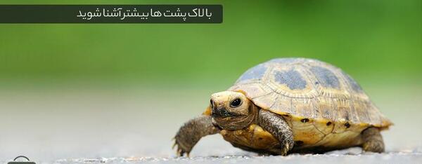 عکس لاک پشت نر و ماده