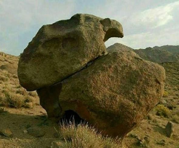 عکس لاک پشت نر و ماده
