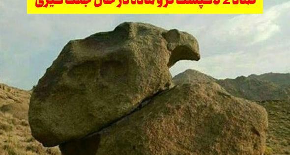 عکس لاک پشت نر و ماده