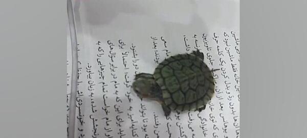 عکس لاک پشت گوگولی مگولی