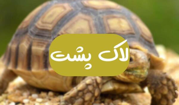 عکس لاک پشت کوچکترین