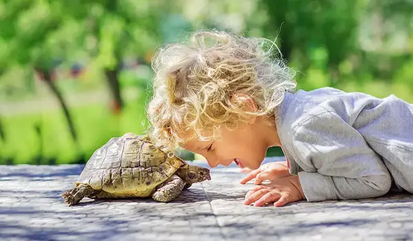 عکس لاک پشت کوچکترین
