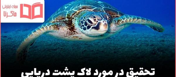 عکس لاک پشت کوچکترین