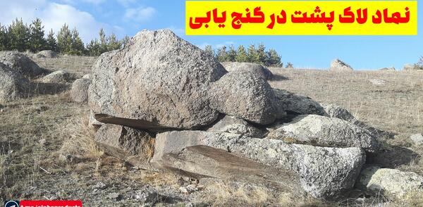 عکس کوچک ترین لاکپشت دنیا