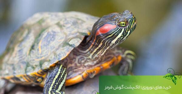 عکس لاک پشت سریع