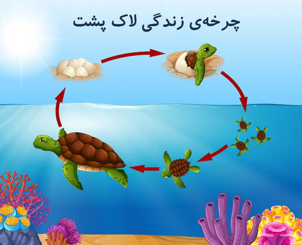 عکس لاک پشت دریایی کوچک