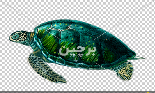 عکس های لاک پشت دریایی