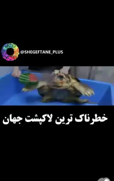 عکس خطرناک ترین لاک پشت