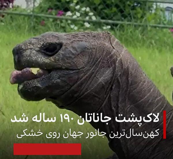 عکس از بزرگترین لاک پشت جهان