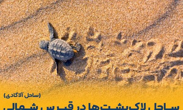 عکس زیباترین لاک پشت های جهان
