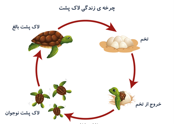 عکس لاک پشت نقاشی لاک پشت
