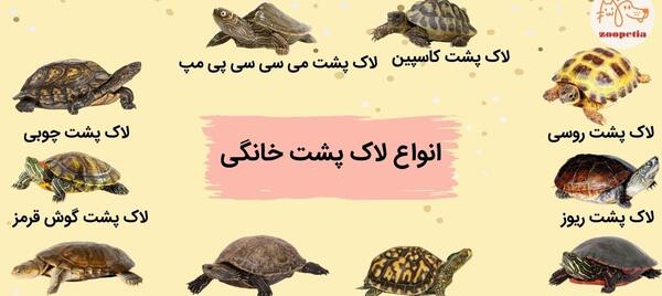 عکس آکواریوم لاک پشت ها
