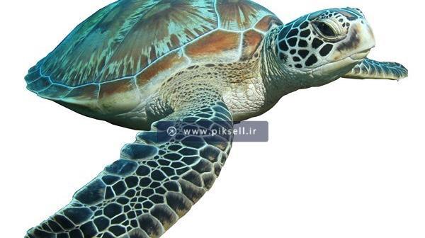 عکس لاک پشت بزرگ دریایی