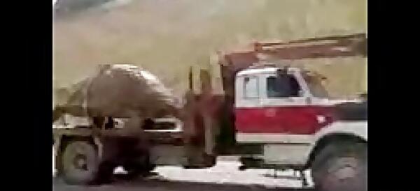 عکس لاک پشت بزرگ در ایران