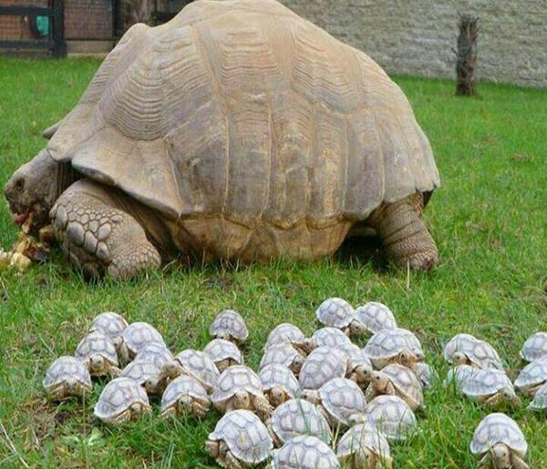 عکس لاک پشت های بامزه