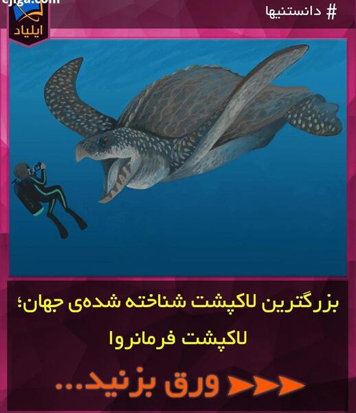 عکس بزرگترین لاک پشت دریایی