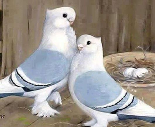 عکس کفتر لاتی برای پروفایل