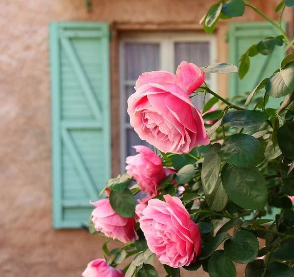عکس کفتر لاتی برای پروفایل