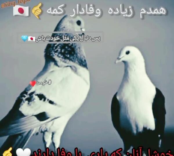 عکس کفتر لاتی برای پروفایل