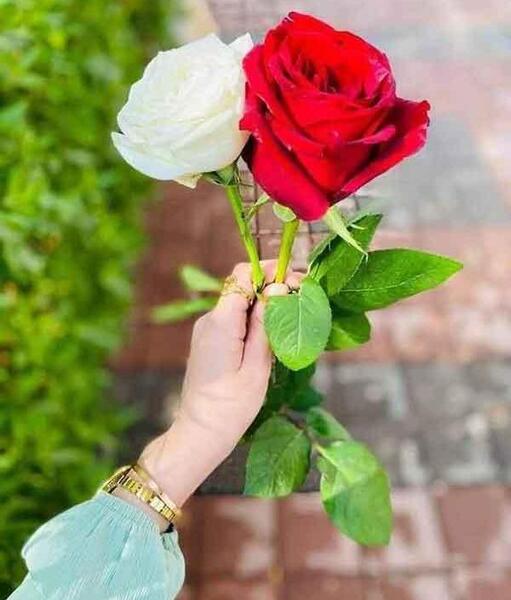عکس لاکچری برای گروه دوستانه