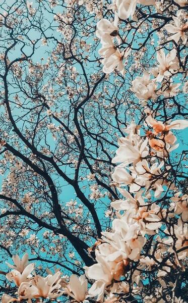 لاکچری عکس تصویر زمینه ایفون دخترانه