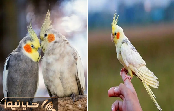 عکس لباس عروس هلندی ماده