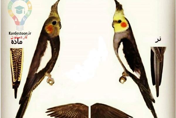 عکس لباس عروس هلندی ماده