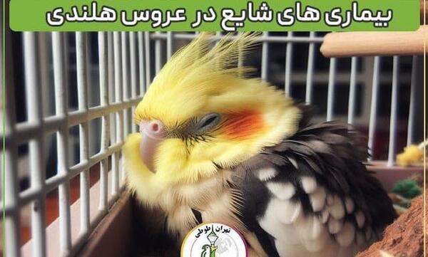 عکس لباس عروس هلندی ماده
