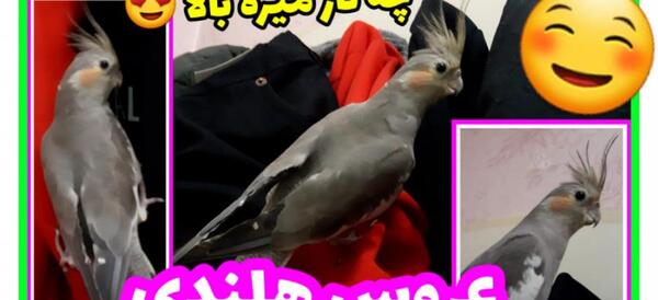 عکس لباس عروس هلندی ماده