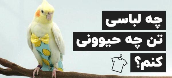 عکس عروس هلندی که لباس پوشیده