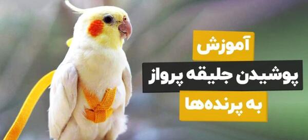 عکس عروس هلندی که لباس پوشیده