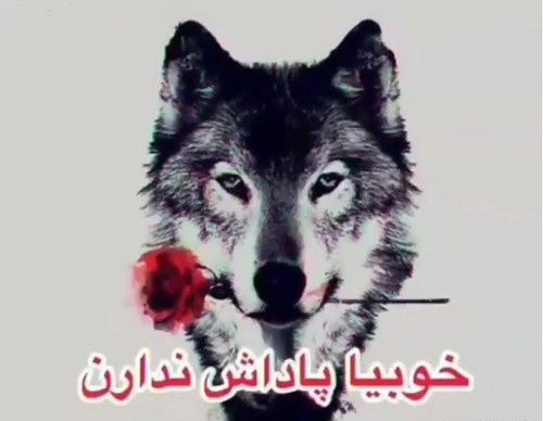 لاتی عکس گرگ با متن سنگین