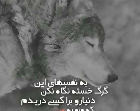 لاتی عکس گرگ با متن سنگین