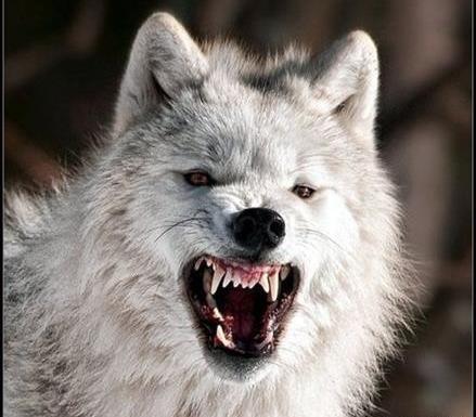 لاتی عکس گرگ با متن سنگین