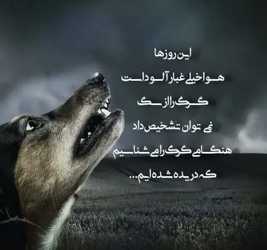 لاتی عکس گرگ با متن سنگین