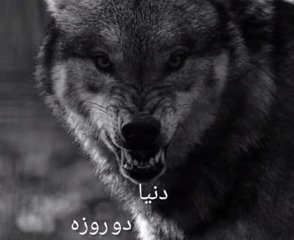 لاتی عکس گرگ با متن سنگین