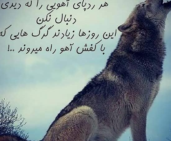 عکس نوشته لاتی گرگ
