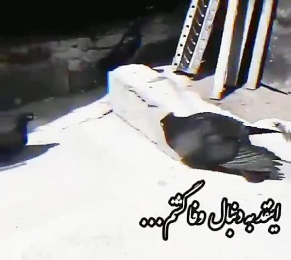 عکس پروفایل لاتی کفتر