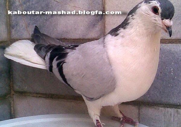 عکس پروفایل لاتی کفتر