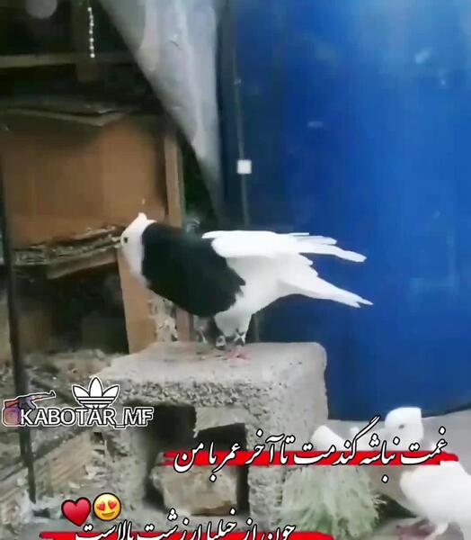 عکس کبوتر لاتی خفن
