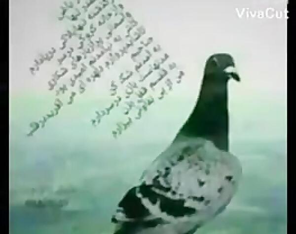 عکس کبوتر لاتی خفن