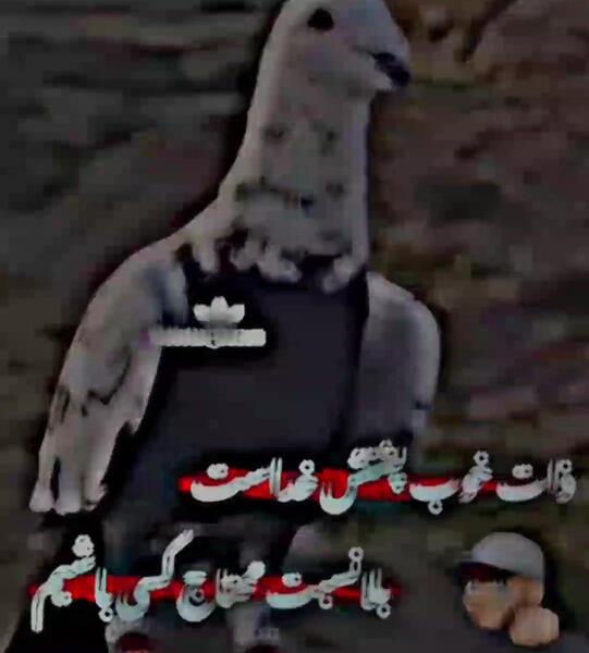 عکس کبوتر لاتی خفن