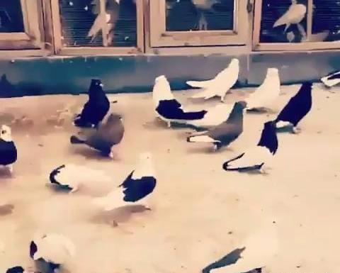 عکس کبوتر لاتی خفن
