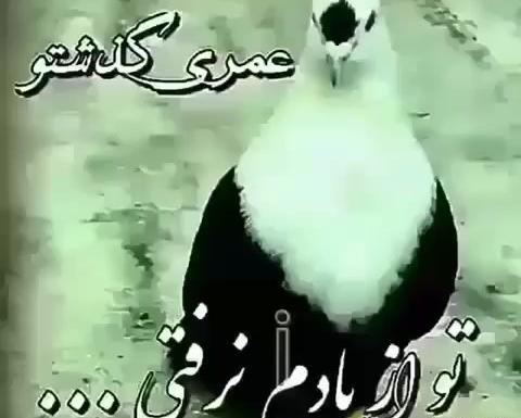 عکس کبوتر لاتی خفن