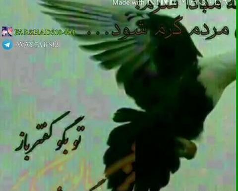 عکس پروفایل لاتی کبوتر