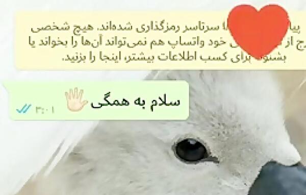 عکس پروفایل لاتی کبوتر